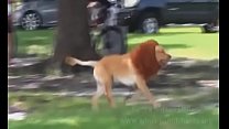 Lion In The Park
